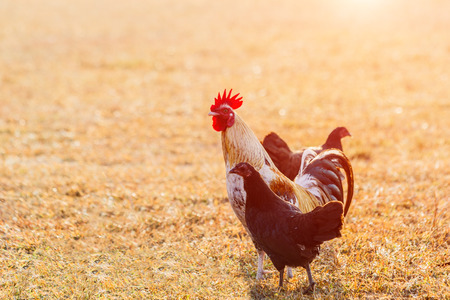 Chicken flocks in farm lawns in the early morning sun.の写真素材