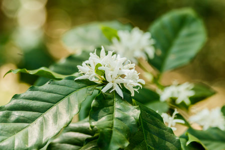 white  coffee flower on coffee tree,の写真素材
