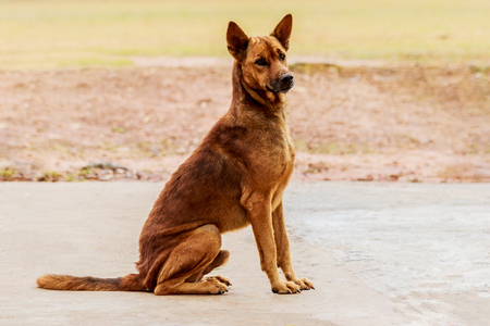 stray dog sitting on a cement floor.の写真素材