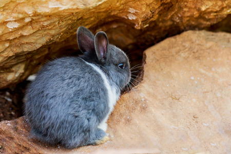 Small rabbit sitting on the stone in farm.の写真素材