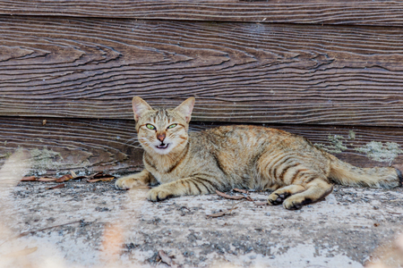 cat yawning near the wall of the houseの写真素材