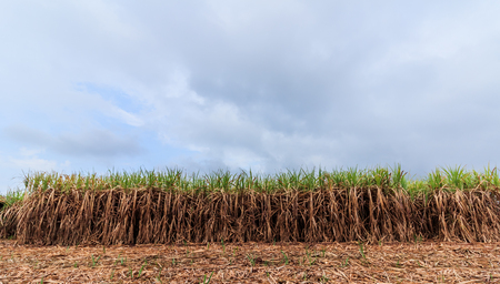 cultivated green sugarcane field with blue skyの写真素材