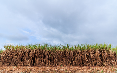 cultivated green sugarcane field with blue skyの写真素材