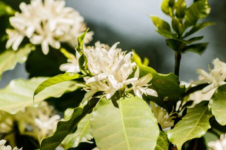 white  coffee flower on coffee tree,の写真素材
