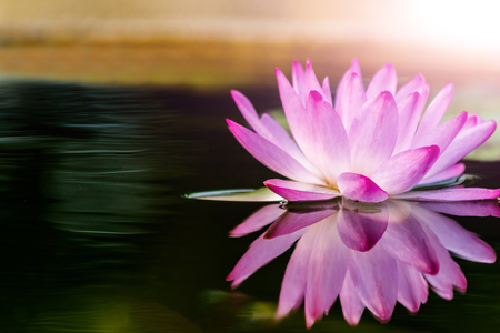 Pink Lotus flower and Lotus flower plantsの写真素材