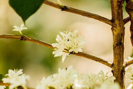 white  coffee flower on coffee tree,の写真素材