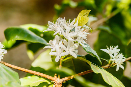 white  coffee flower on coffee tree,の写真素材