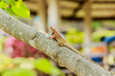 brown Chameleon breed of Thailand asiaの写真素材