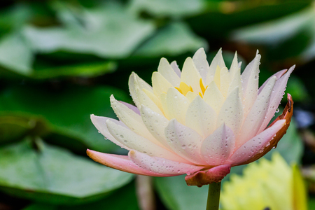 Pink lotus with rain drops in the poolの写真素材