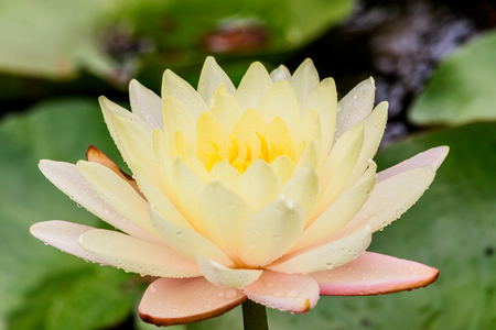yellow  lotus with rain drops in the pool.の写真素材