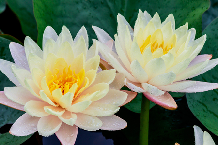 yellow  lotus with rain drops in the pool.の写真素材