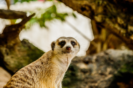 Meerkat portrait on the watch in the forestの写真素材