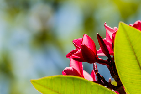 Plumeria flower pink  frangipani tropical flower,の写真素材