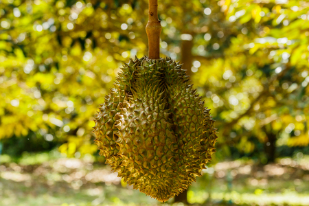 Durian tree in the farm fruitの写真素材