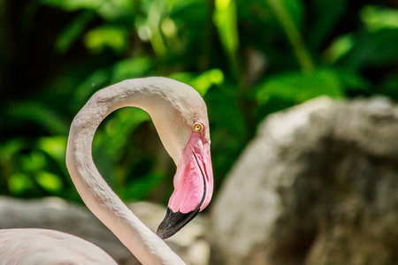flamingos on nature background.の写真素材