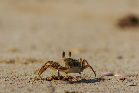 Sea crab runs along the sandy beach in thailand.の写真素材