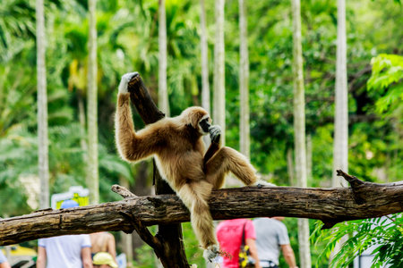 white handed gibbon  sitting in a tree  in nature.