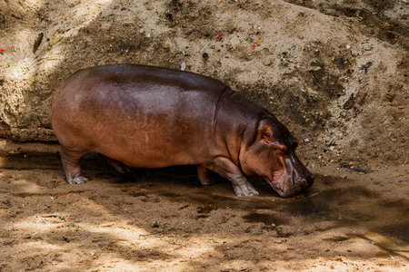 Indoor hippopotamus  in nature .の写真素材