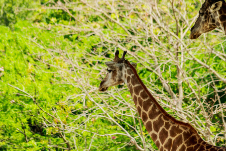Head closeup of a giraffe walking in the forest.の写真素材