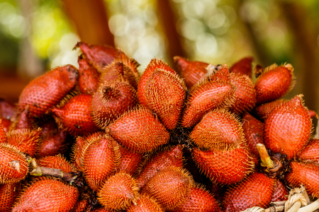 selective focus of deep orange Zalacca.の写真素材
