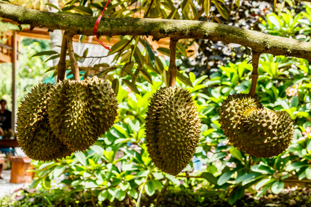 Durian tree in the farm fruitの写真素材