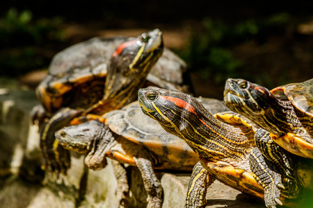 small freshwater turtles warm up in the sunの写真素材