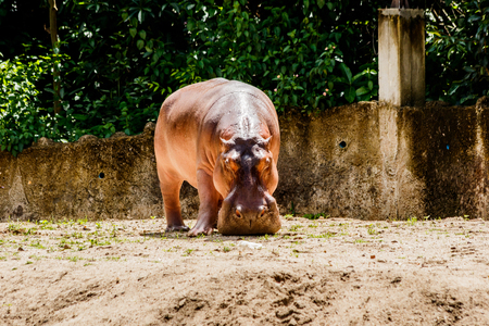 Indoor hippopotamus  in nature .の写真素材
