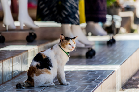Relaxing cat near fabric storeの写真素材