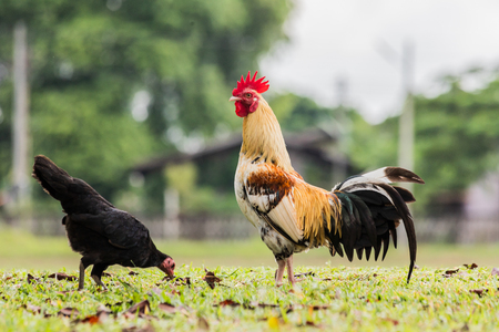 rooster or chicken on traditional free range poultry farmの写真素材