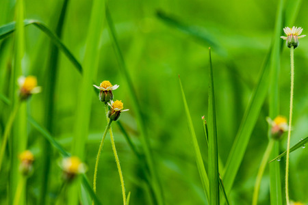Grass flowers along the vintage color on green bavkground.の写真素材