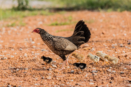 Hen with baby chickens chicks standing/hidding together on a farmの写真素材