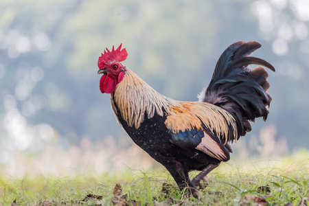 rooster or chicken on traditional free range poultry farmの写真素材
