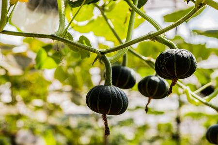 Japanese pumpkins growing in organic vegetable farmの写真素材
