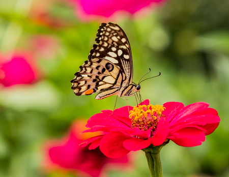 Butterfly caught red flowers in nature backgroundの写真素材