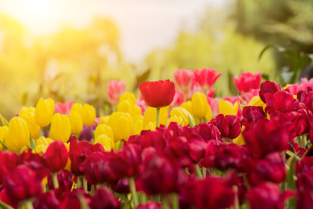 Tulips flower blooming blossom with the bright morning sunの写真素材