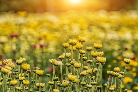 Chamomile flowers field wide background in sun light. Summer Daisies.の写真素材