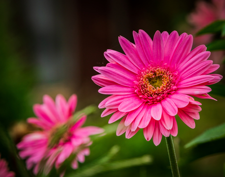 Daisy flowers on a  nature background.の写真素材