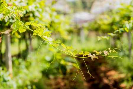 Branch of grape vine on nature in garden.の写真素材