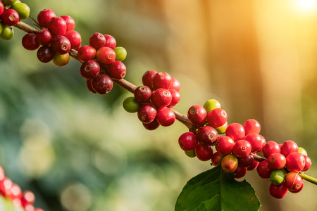 Coffee on tree Arabicas raw and ripe coffee bean in field and sunlight.の写真素材