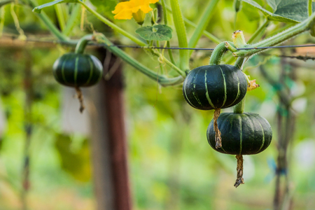 Japanese pumpkins growing in organic vegetable farmの写真素材