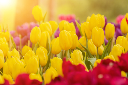 Tulips flower blooming blossom with the bright morning sunの写真素材