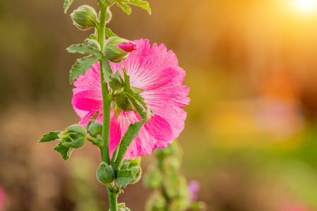 Hollyhocks flower of pink  color in the gardenの写真素材