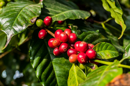 Coffee on tree Arabicas raw and ripe coffee bean in field and sunlight.の写真素材