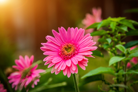 Daisy flowers on a  nature background.の写真素材
