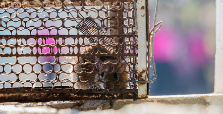 Rat is trapped in a trap cage or trap.の写真素材