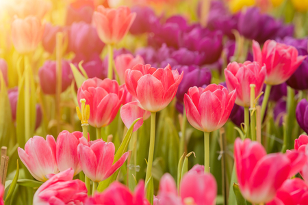 Tulips flower blooming blossom with the bright morning sunの写真素材