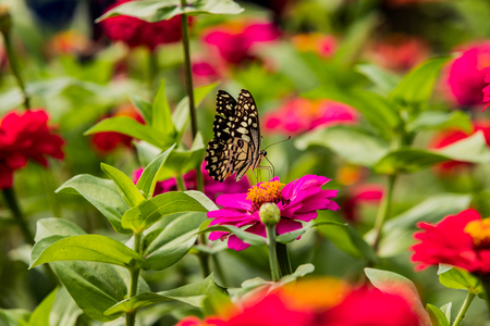 Butterfly caught red flowers in nature backgroundの写真素材