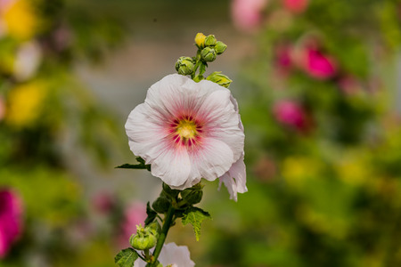 Hollyhocks flower of white  color in the gardenの写真素材