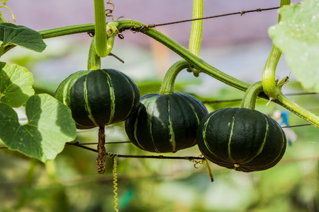 Japanese pumpkins growing in organic vegetable farmの写真素材