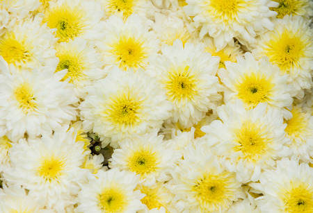 Chamomile flowers field wide background in sun light. Summer Daisies.の写真素材